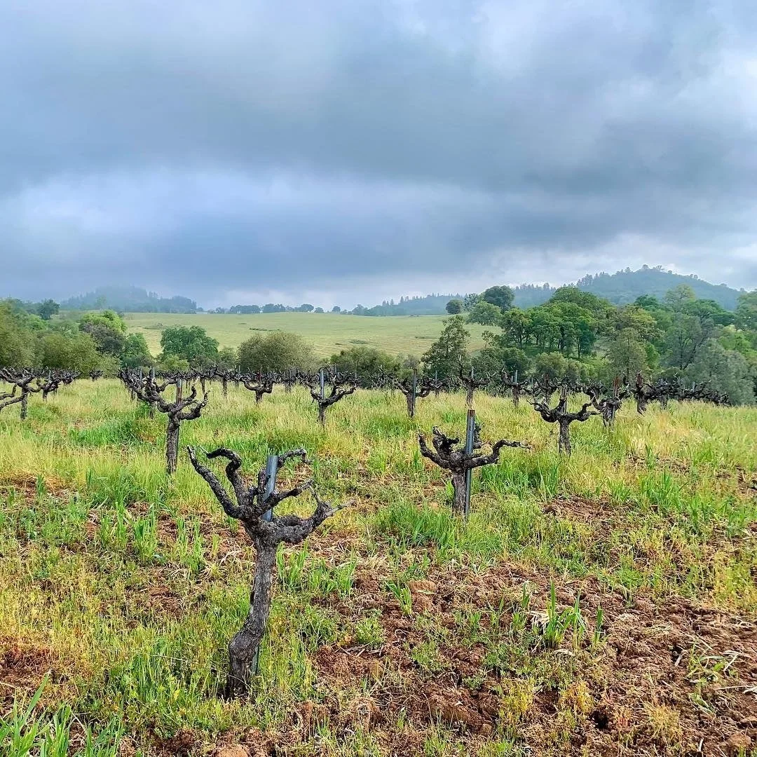 Turley_vineyards_square_v3.jpg