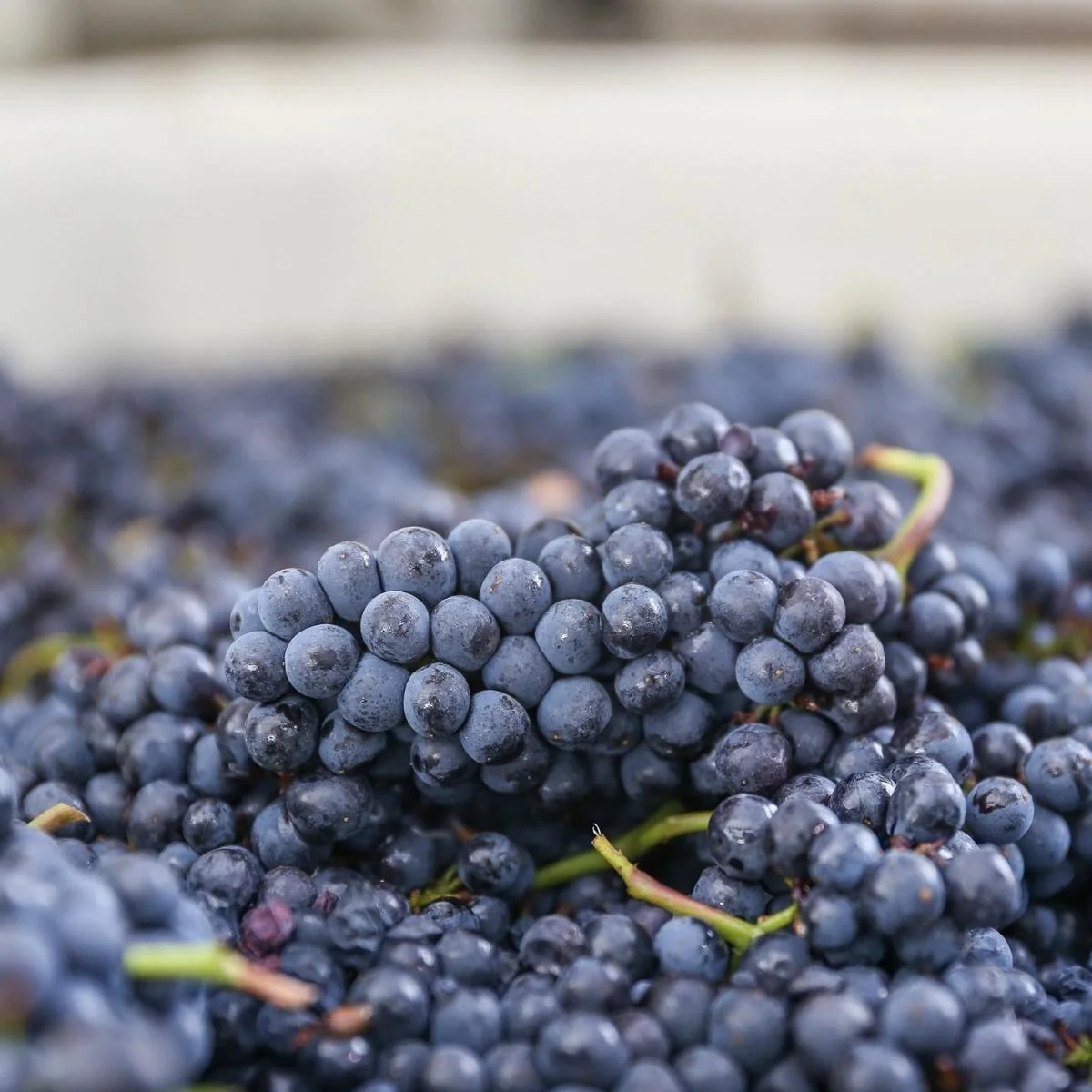 Sonoma_Crossbarn_Pinot Noir.jpg