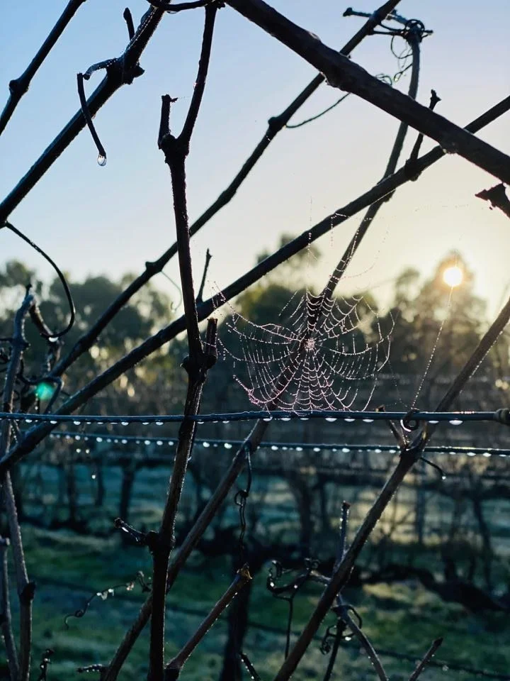 Yangarra_winter vineyards_060420.jpg