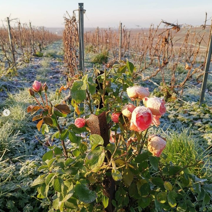 France_Champagne_R.H. Coutier_winter vineyards_v2_square.jpg