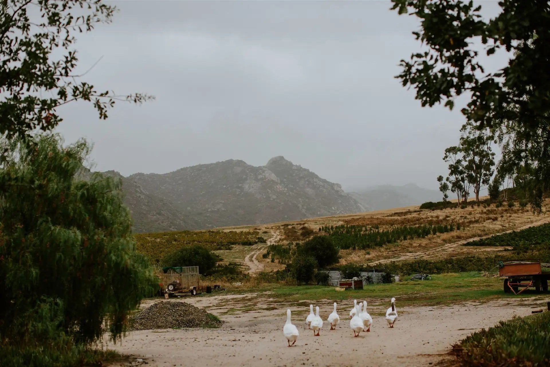 South Africa_Western Cape_Badenhorst_farm at Kalmoesfontein_v2.jpg