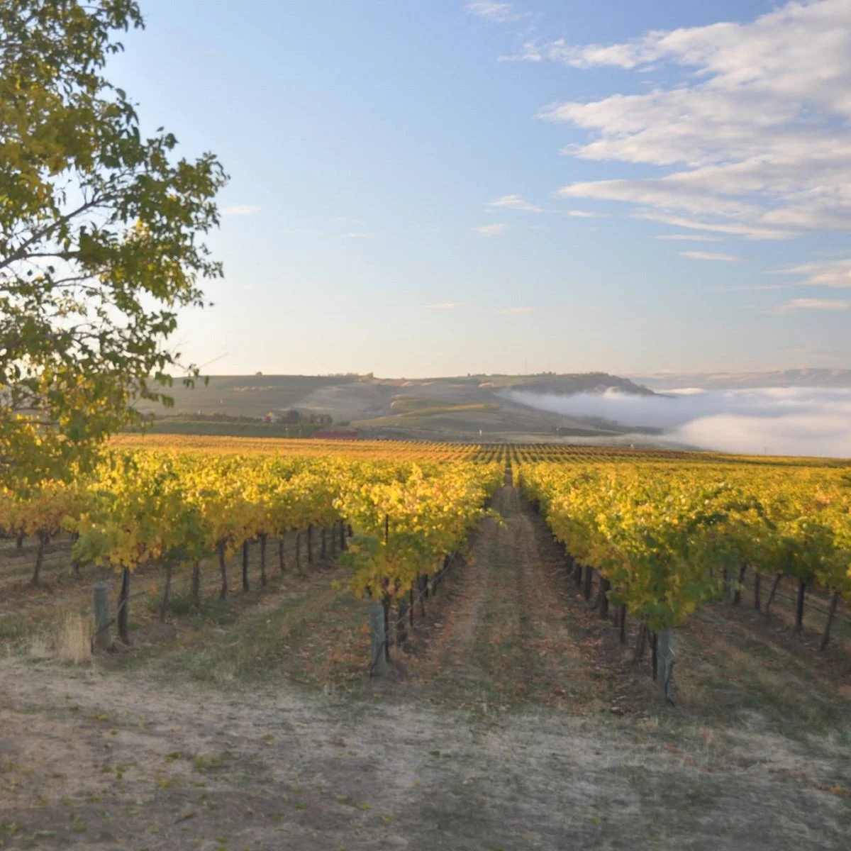 Washington_Walla Walla_Rasa_vineyards.jpg