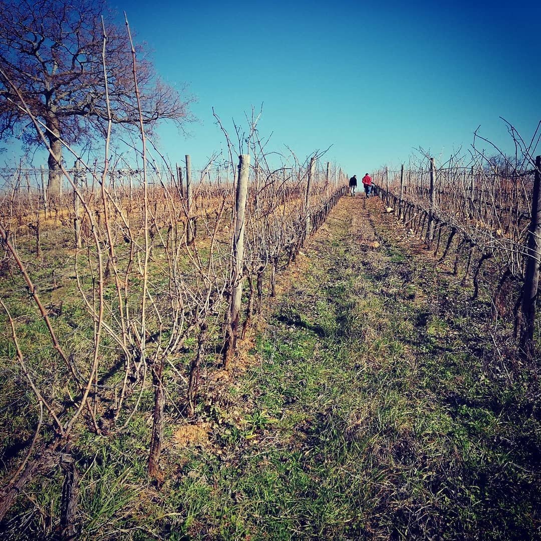 Italy_Tuscany_Uggiano_winter vineyards.jpg