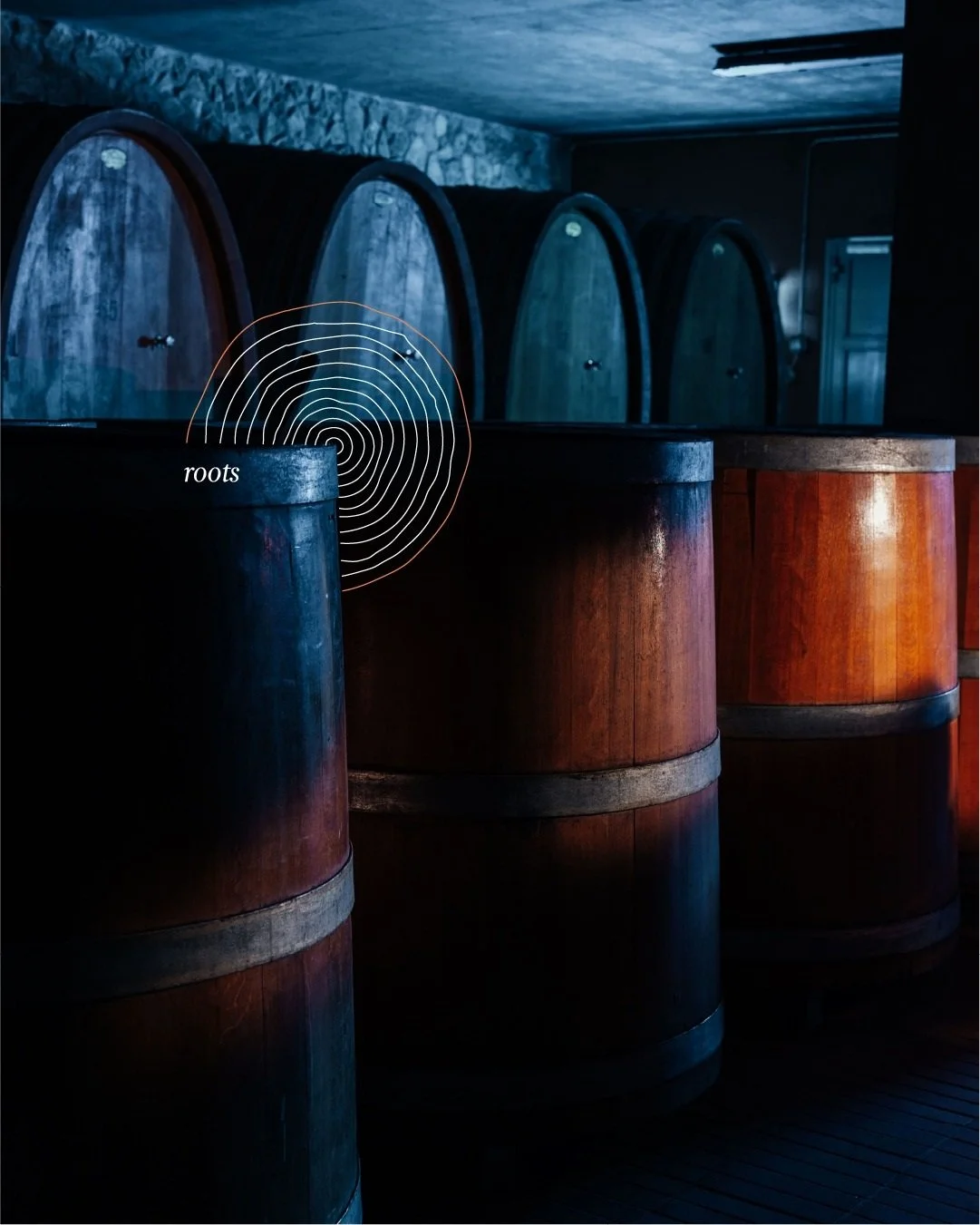 Italy_Tuscany_Montecucco_Colle Massari_cellar.jpg