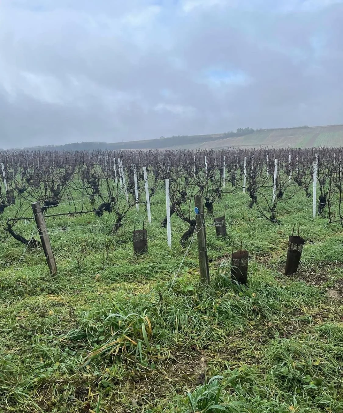 Burgundy_Chablis_Jean-Marc Brocard_vineyards_v2_credit Laure Gasparotto.jpg