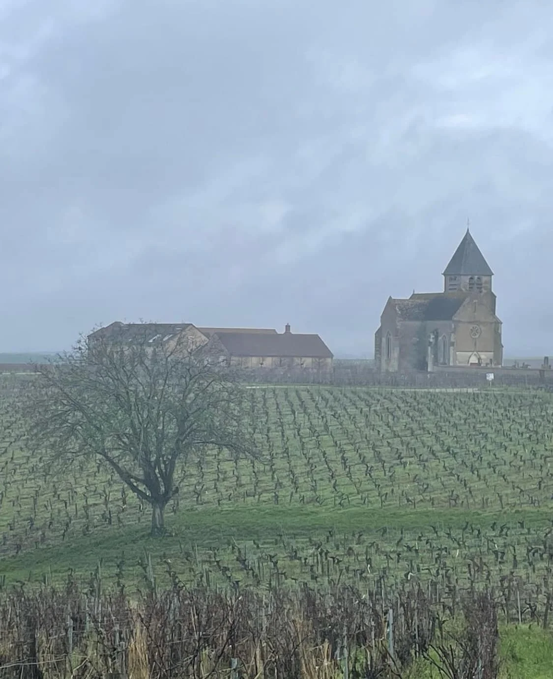 Burgundy_Chablis_Jean-Marc Brocard_vineyards_v3_credit Laure Gasparotto.jpg