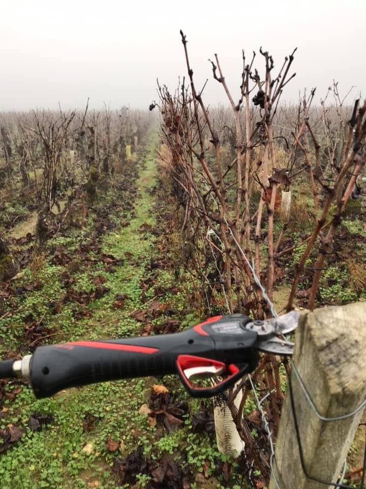Burgundy_Cote Challonaise_Michel Goubard_fall vineyards_Nov.jpg