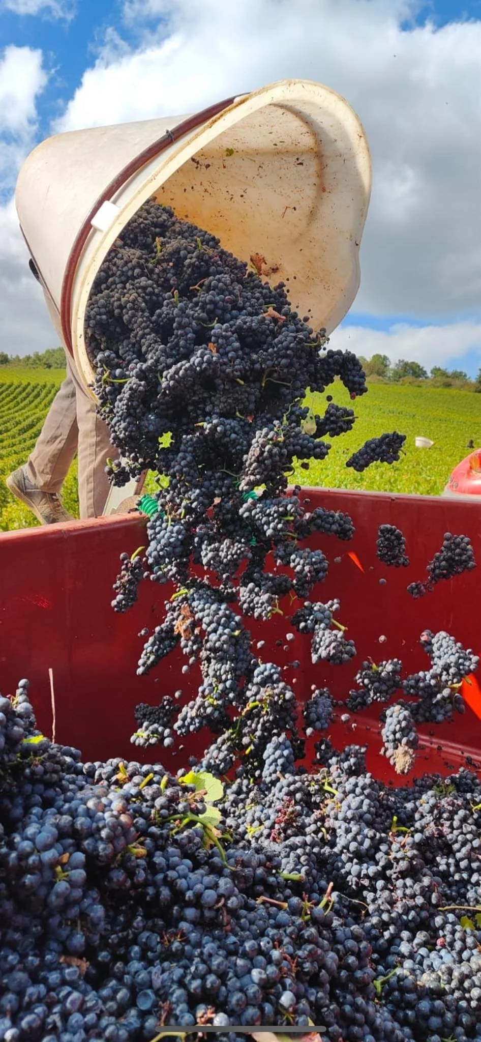 Burgundy_Cote Challonaise_Michel Goubard_harvest_v2.jpg