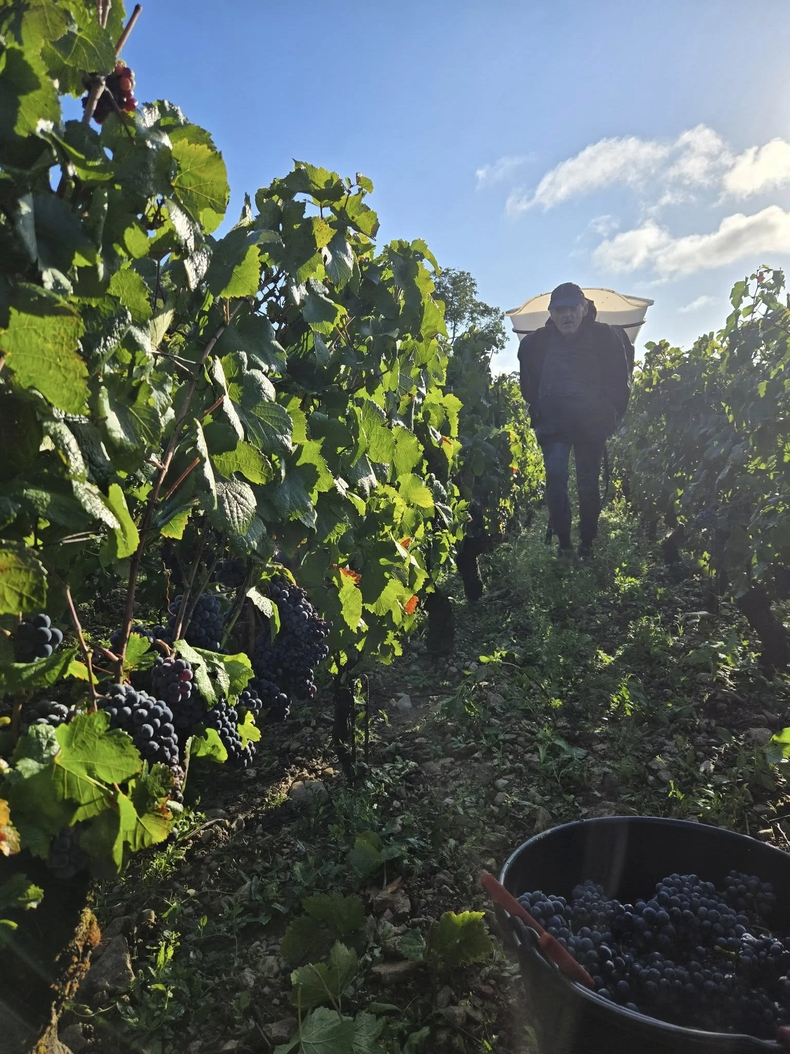 Burgundy_Savigny les Beaunes_Domaine du Prieur_2025 harvest.jpg