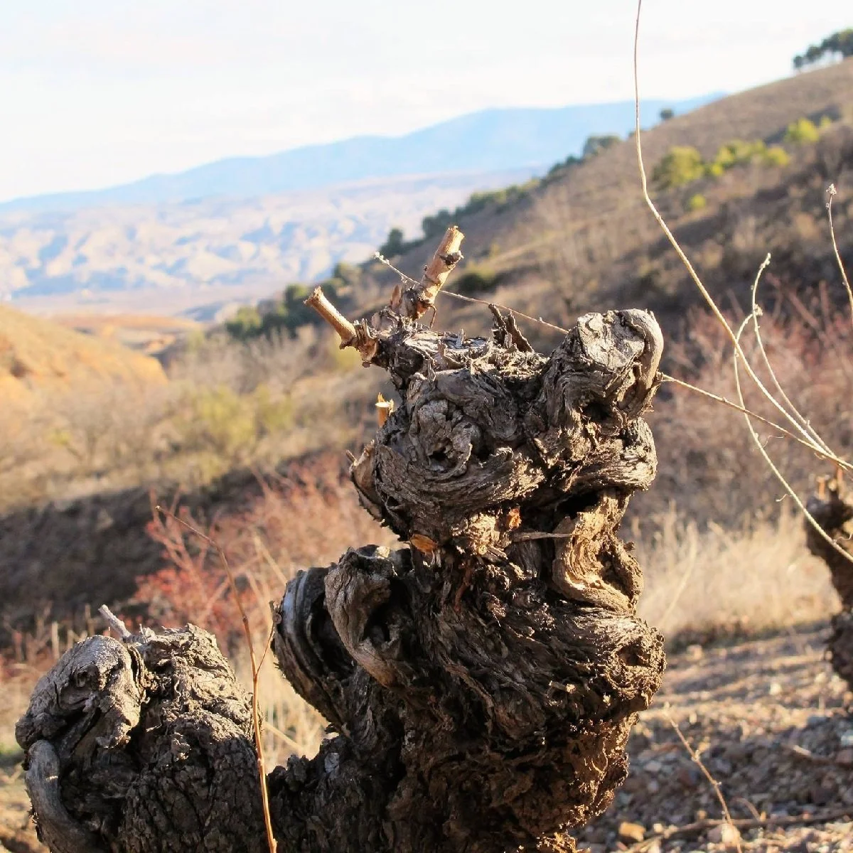 Calatayud_Bodegas Breca_old vines_v3_square.jpg