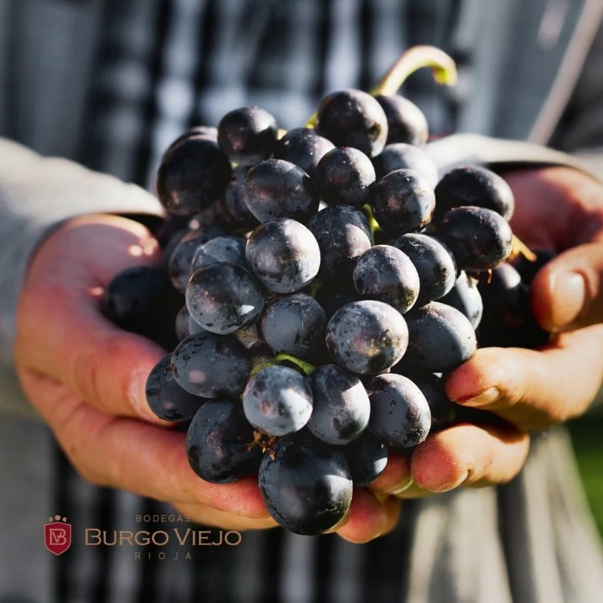 Spain_Rioja_Burgo Viejo_Tempranillo.jpg