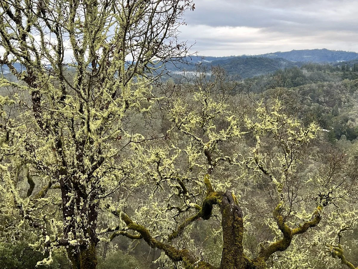 Dry Creek Valley_Jan 2026_22_view from Jen's.jpg
