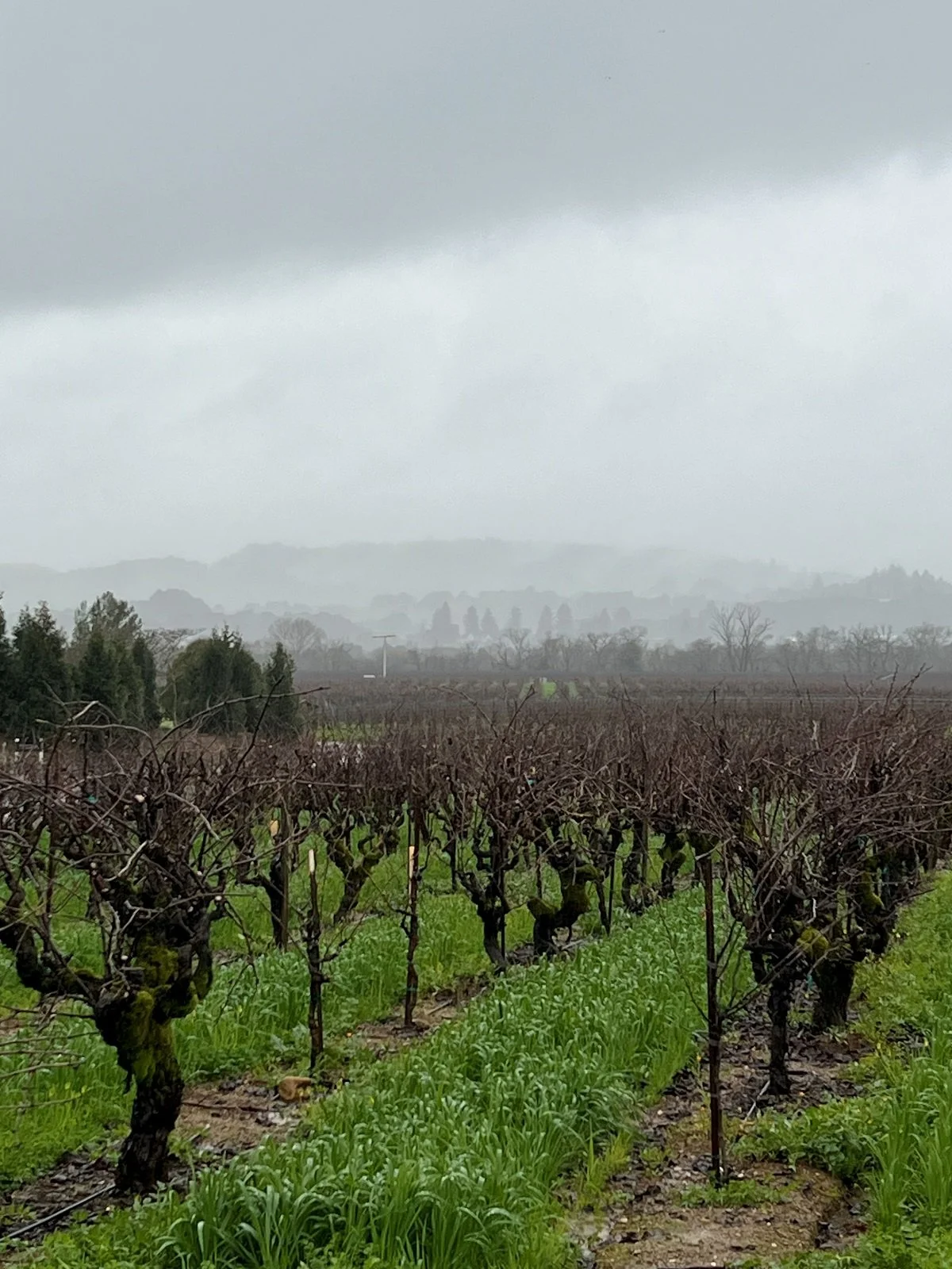 Dry Creek Valley_Jan 2026_18_Aperture_old vine Zin.jpg