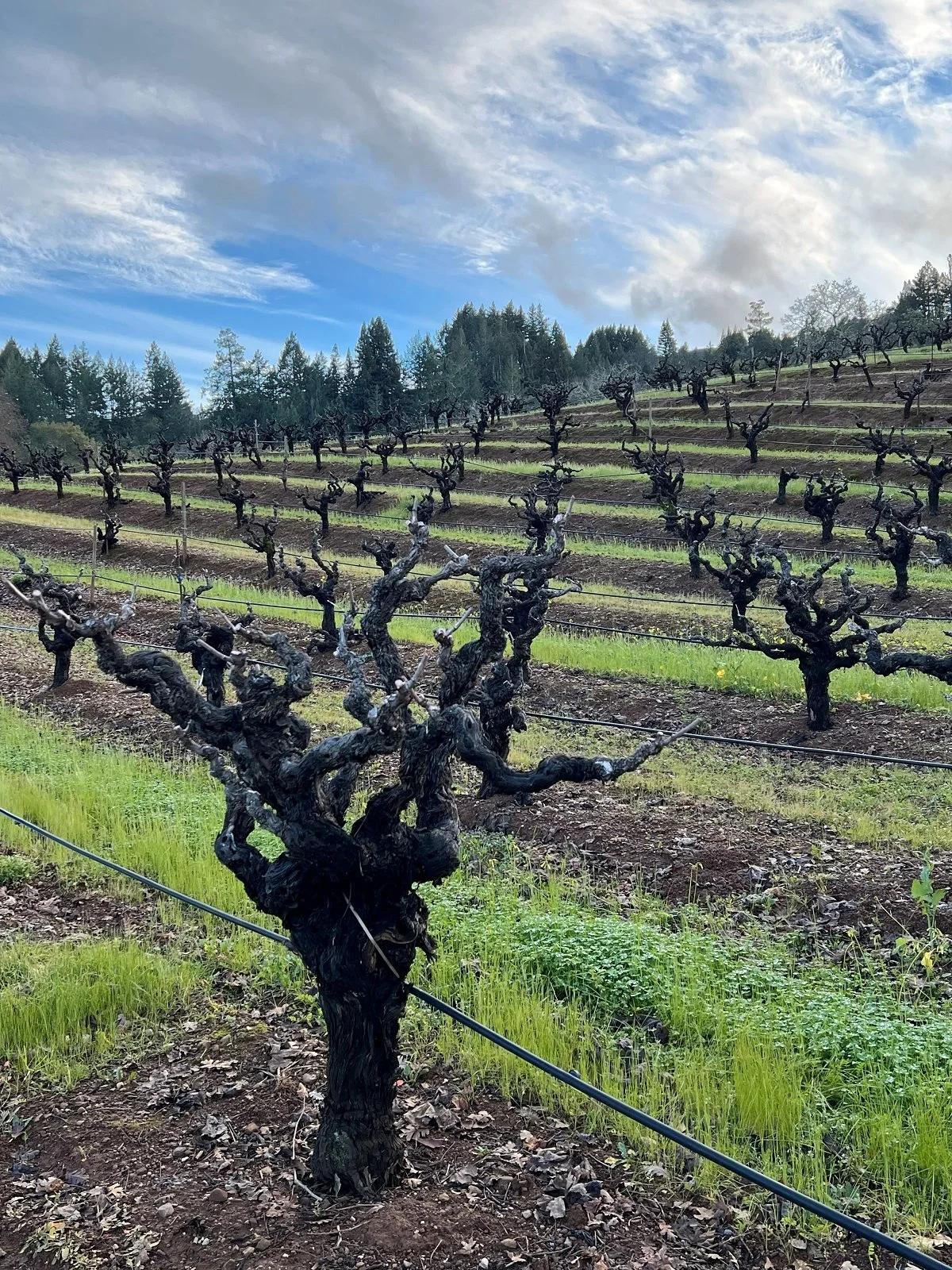 Dry Creek Valley_Jan 2026_12_old vine Zinfandel.jpg
