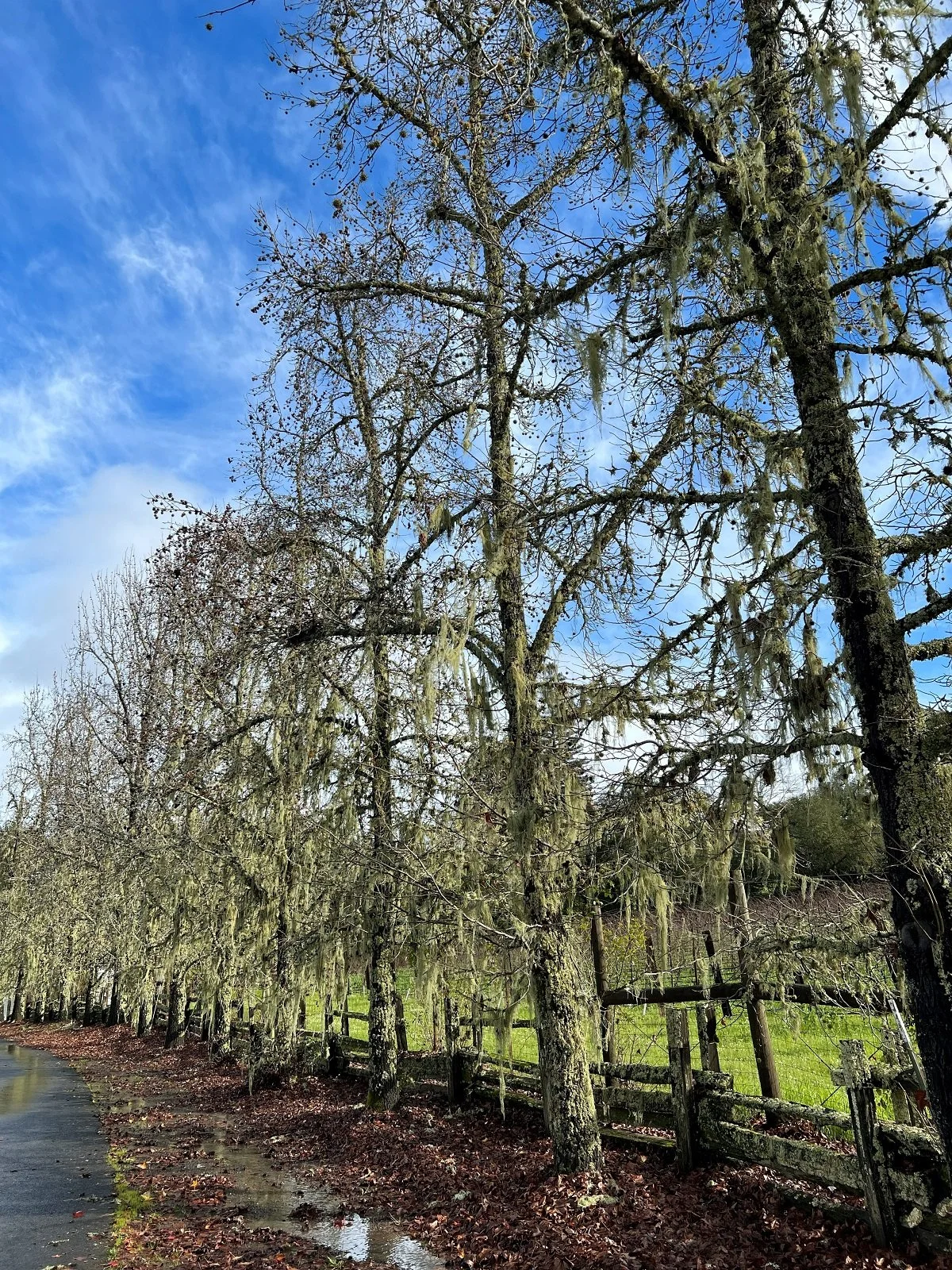 Dry Creek Valley_Jan 2026_03_lichen.jpg