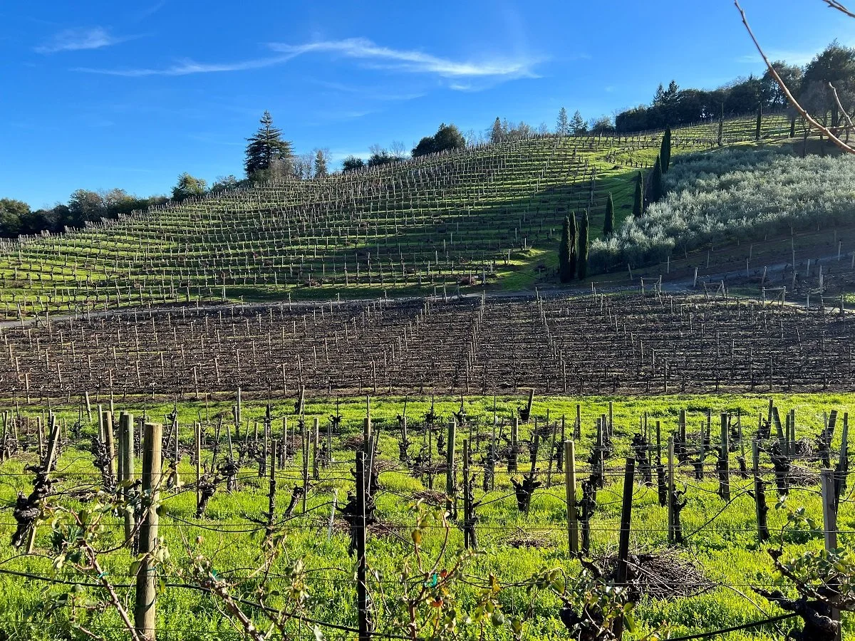 Dry Creek Valley_Jan 2026_43_A. Rafinelli.jpg