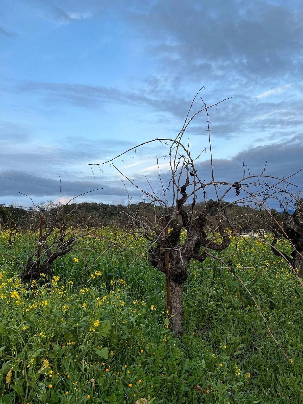 Dry Creek Valley_Jan 2026_41_Ridge vineyard.jpg