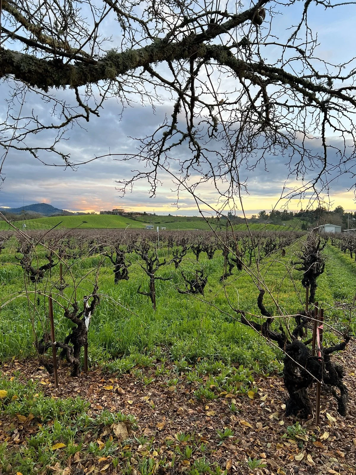 Dry Creek Valley_Jan 2026_39_Ridge vineyard.jpg
