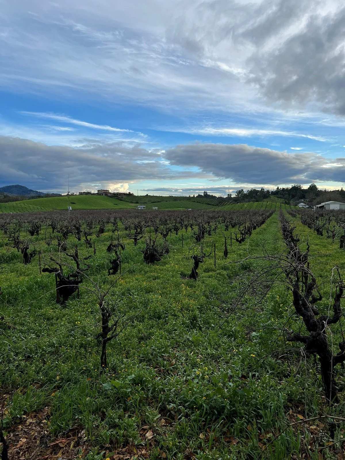 Dry Creek Valley_Jan 2026_34_Ridge vineyard_field blend.jpg
