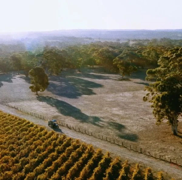 Australia_McLaren Vale_Hither & Yon_Shiraz vineyard.jpg