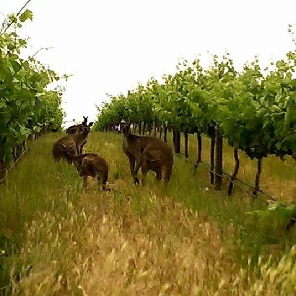 Syrah... A World Tour