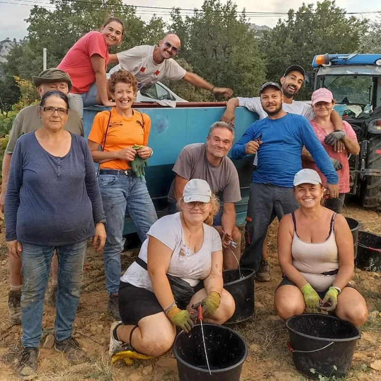 France_Provence_Bandol_La Galatin_harvest 2021.jpg
