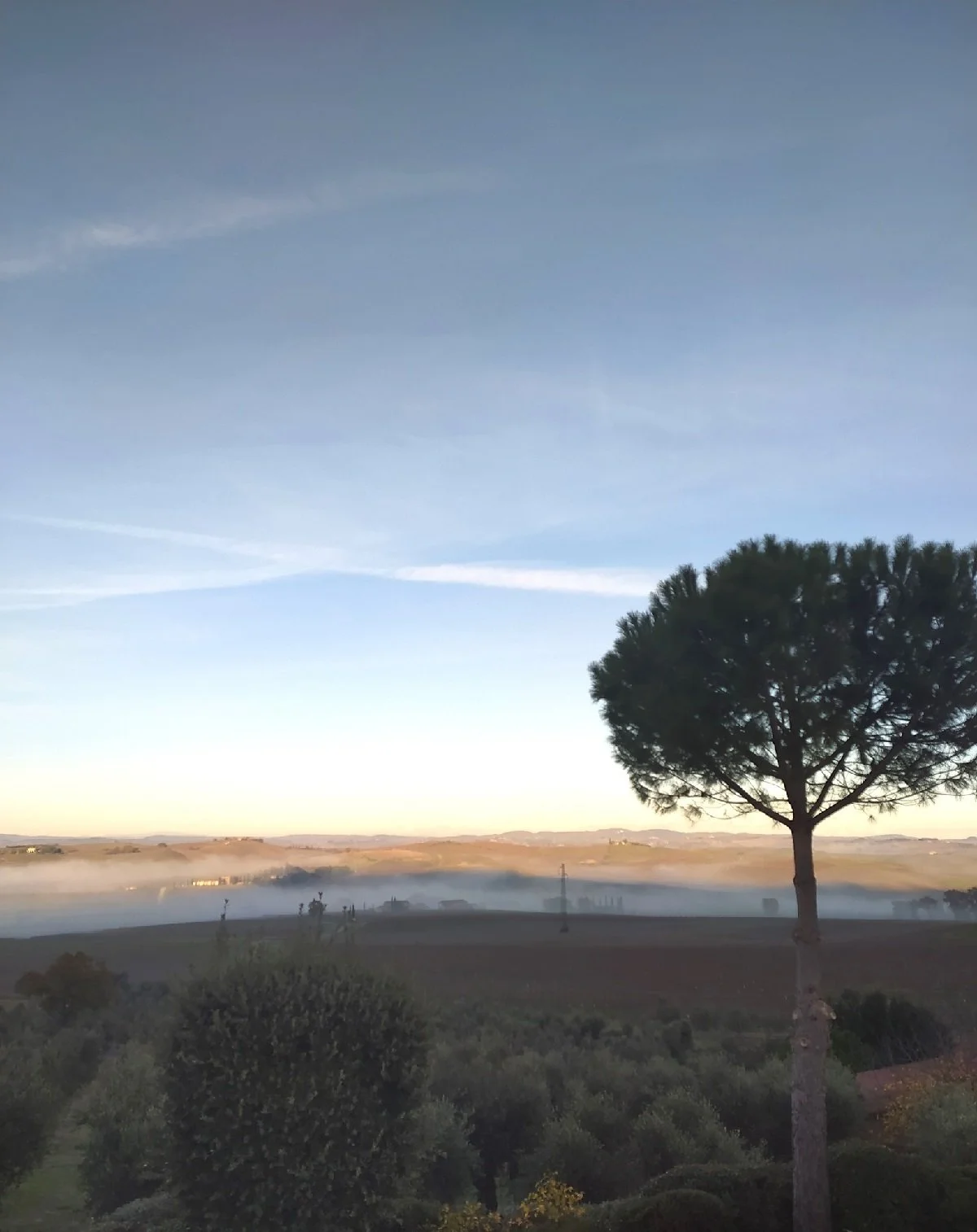 Italy_Tuscany_Franco Pacenti Brunello_Dec winter vineyards.jpg