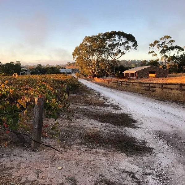 Yalumba_Barossa Valley.jpg