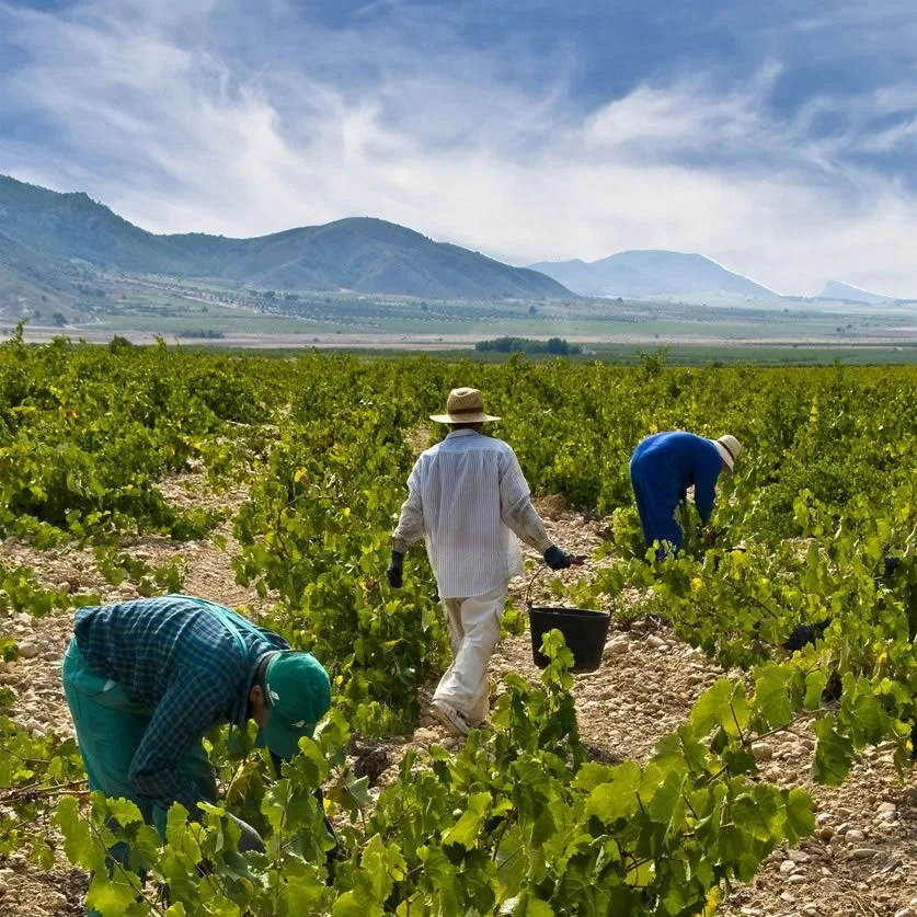 Juan Gil_Monastrell_harvesting grapes_square.jpg