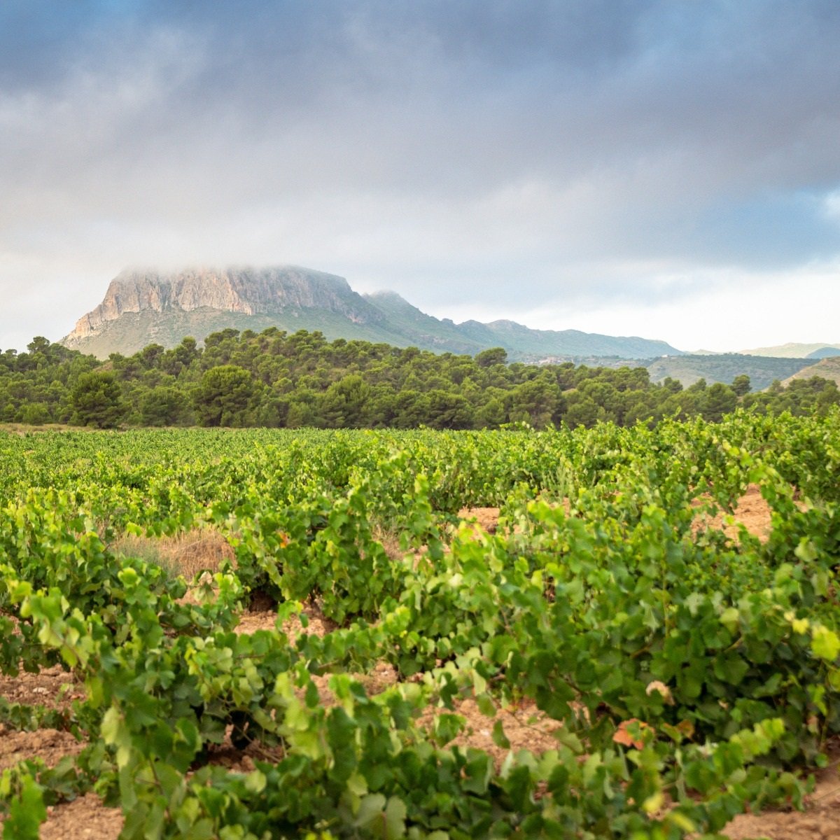 Spain_Jumilla_Bodeas Luzon_vinyards_v6.jpg