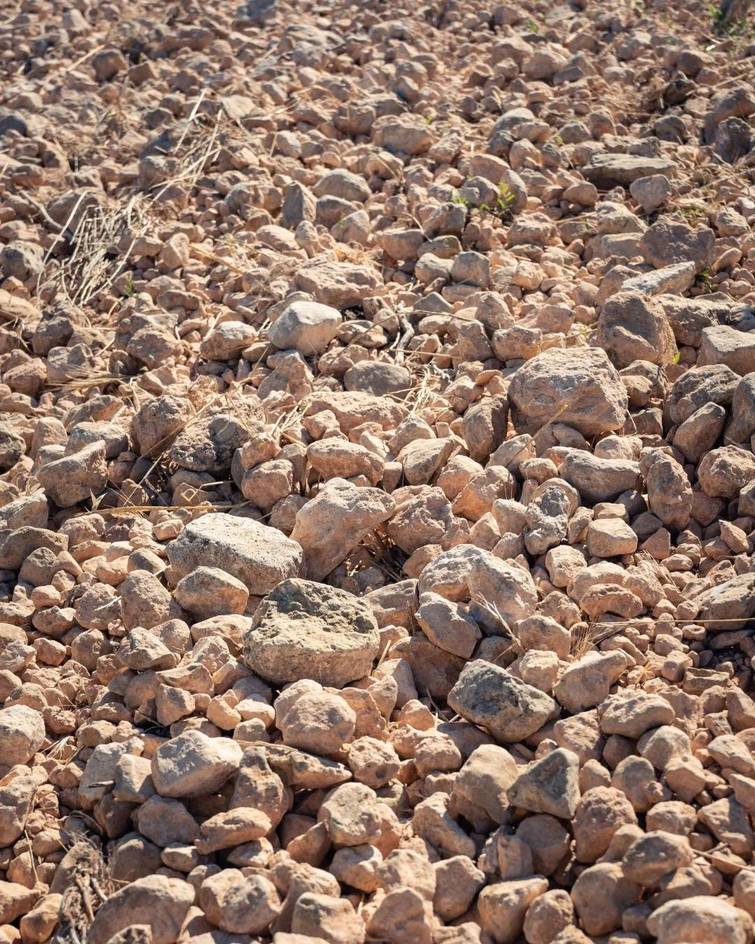 Spain_Jumilla_Bodeas Luzon_vinyards_v5.jpg