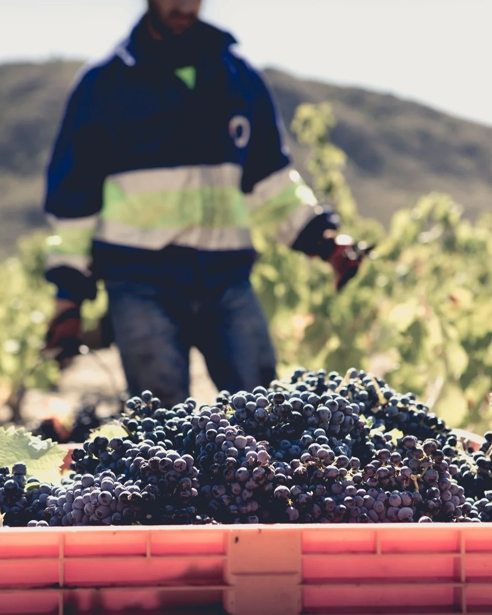 Spain_Jumilla_Bodegas Luzon_vineyards_Monastrell.jpg