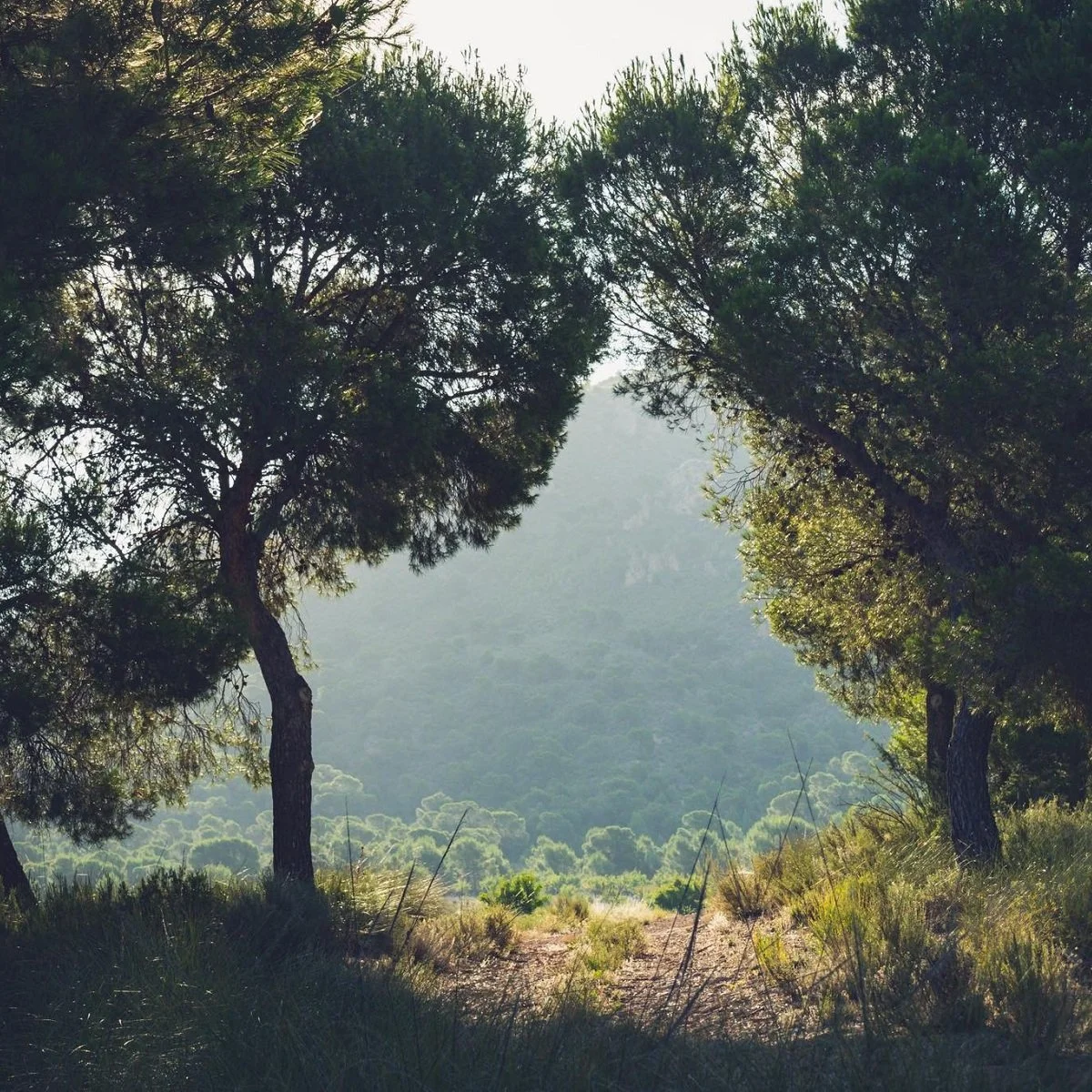Spain_Jumilla_Bodeas Luzon_vinyards_land_square.jpg