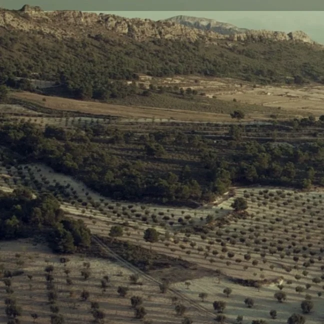 Spain_Jumilla_Juan Gil_vineyards_v3.jpg