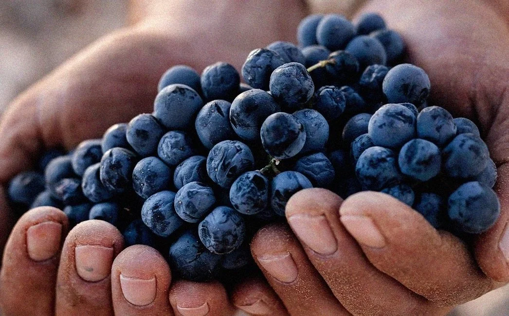 Monastrell from Jumilla