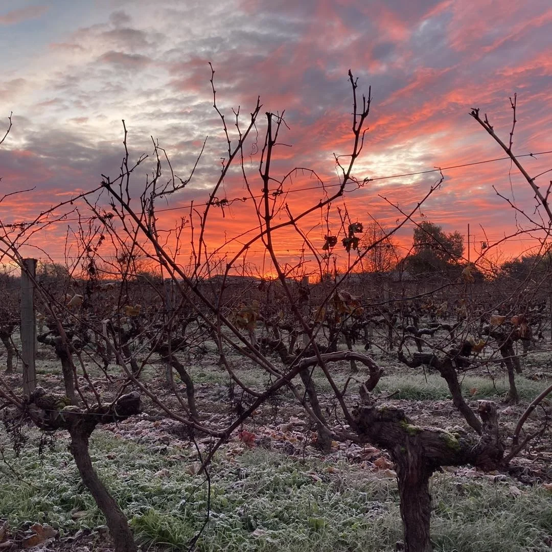 France_Bordeaux_Chateau Haut-Rian_owner winemaker Pauline Lapierre_vineyards_Cadillac Cotes de Bordeaux_December_winter.jpg