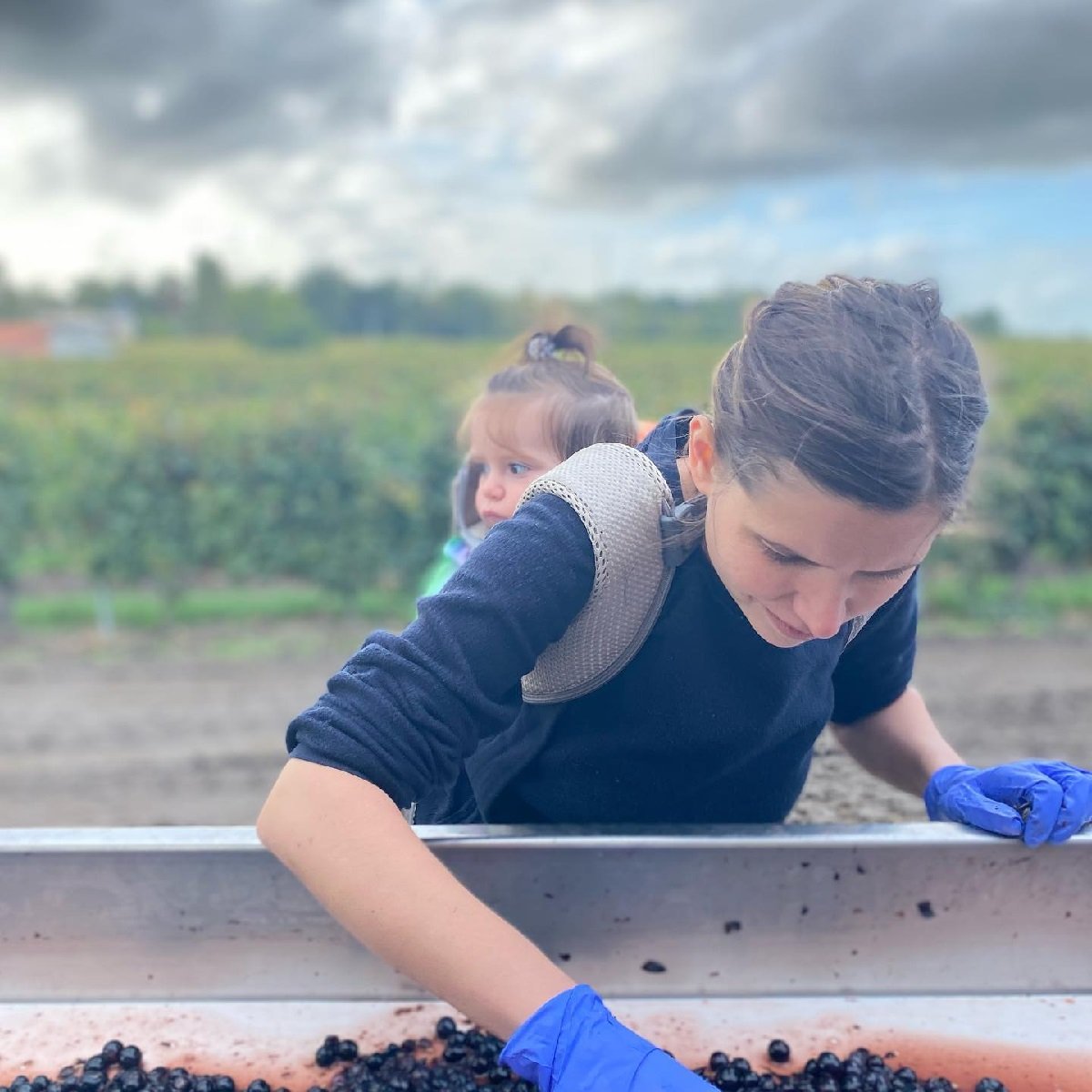 France_Bordeaux_Lalande de Pomerol_Canon Chaignon_owners_harvest.jpg