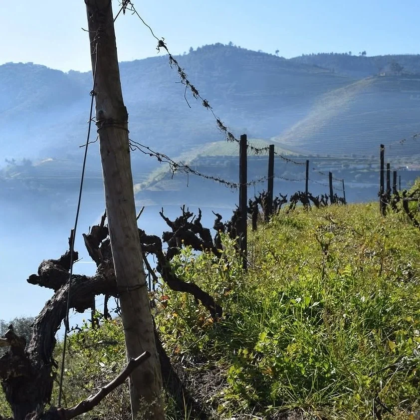 Portugal_Douro_Mancanita_vineyards.jpg
