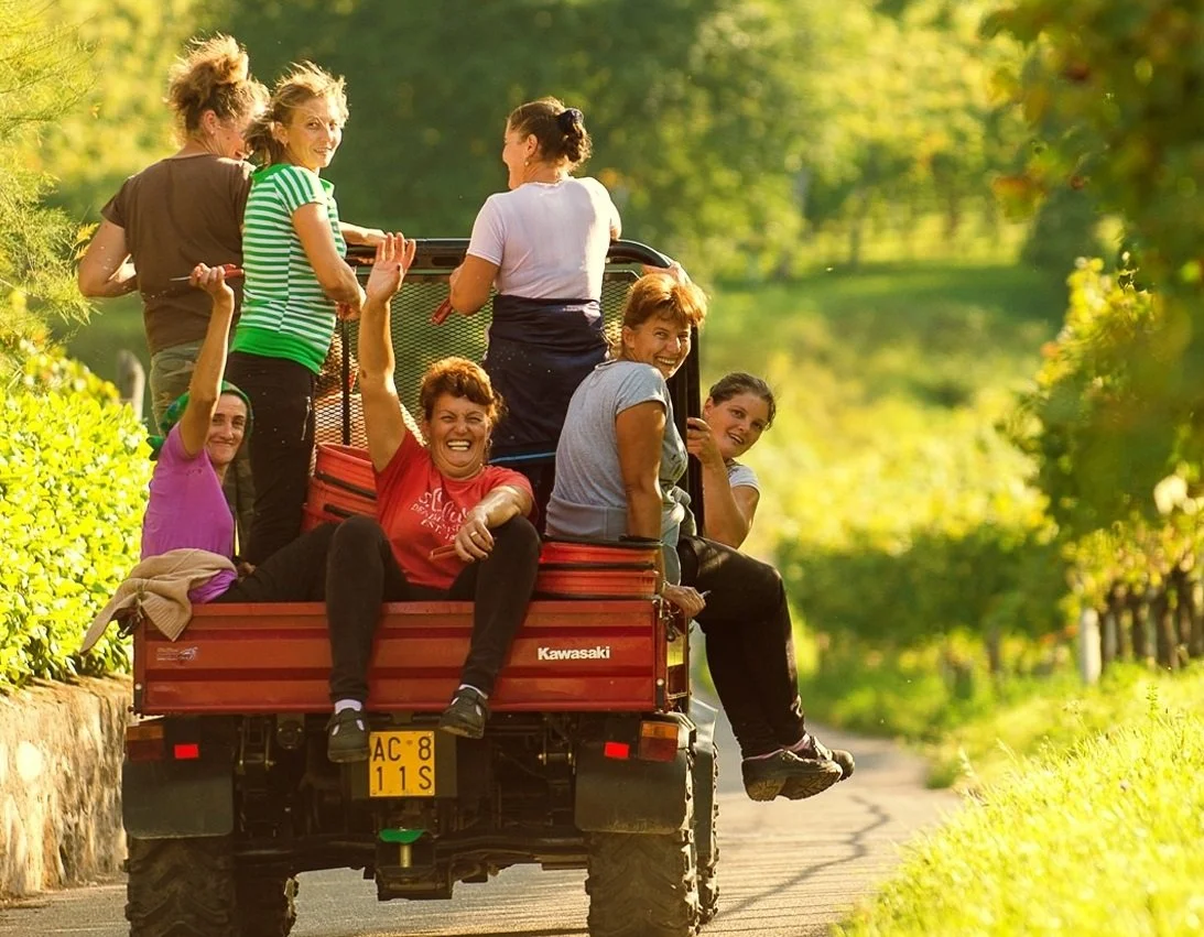 Alto Adige_Hofstatter_harvest workers_no frame.jpg