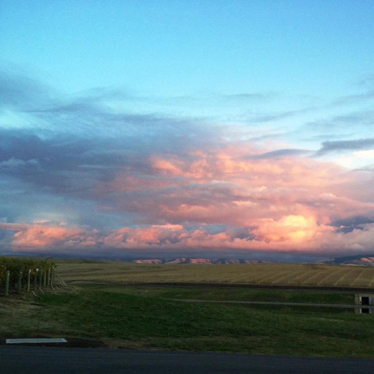 Walla Walla_Tranche_vineyards_April_spring_square.jpg