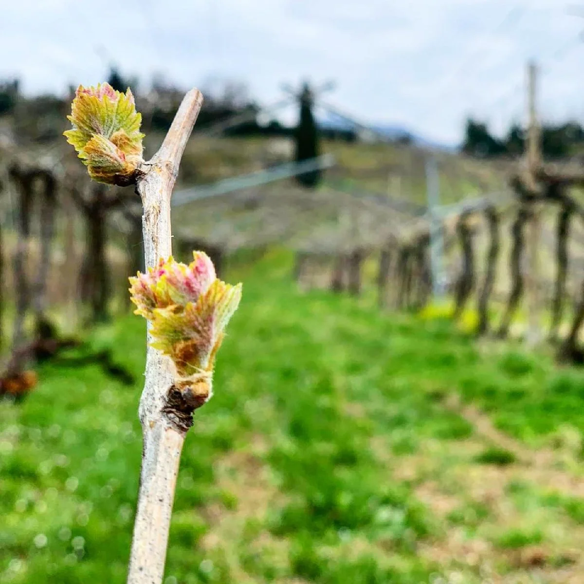 Italy_Valpolicella_Luciano Arduini_vineyards_april_spring buds_v2.jpg