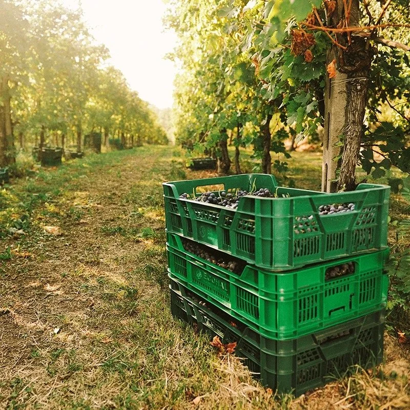 Italy_Valpolicella_Luciano Arduini_vineyards_harvest_october_v3.jpg