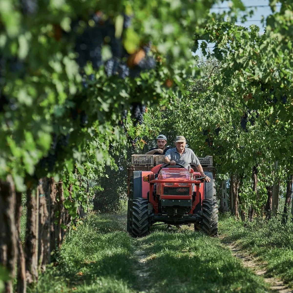Italy_Valpolicella_Luciano Arduini_vineyards_harvest_october_v2.jpg