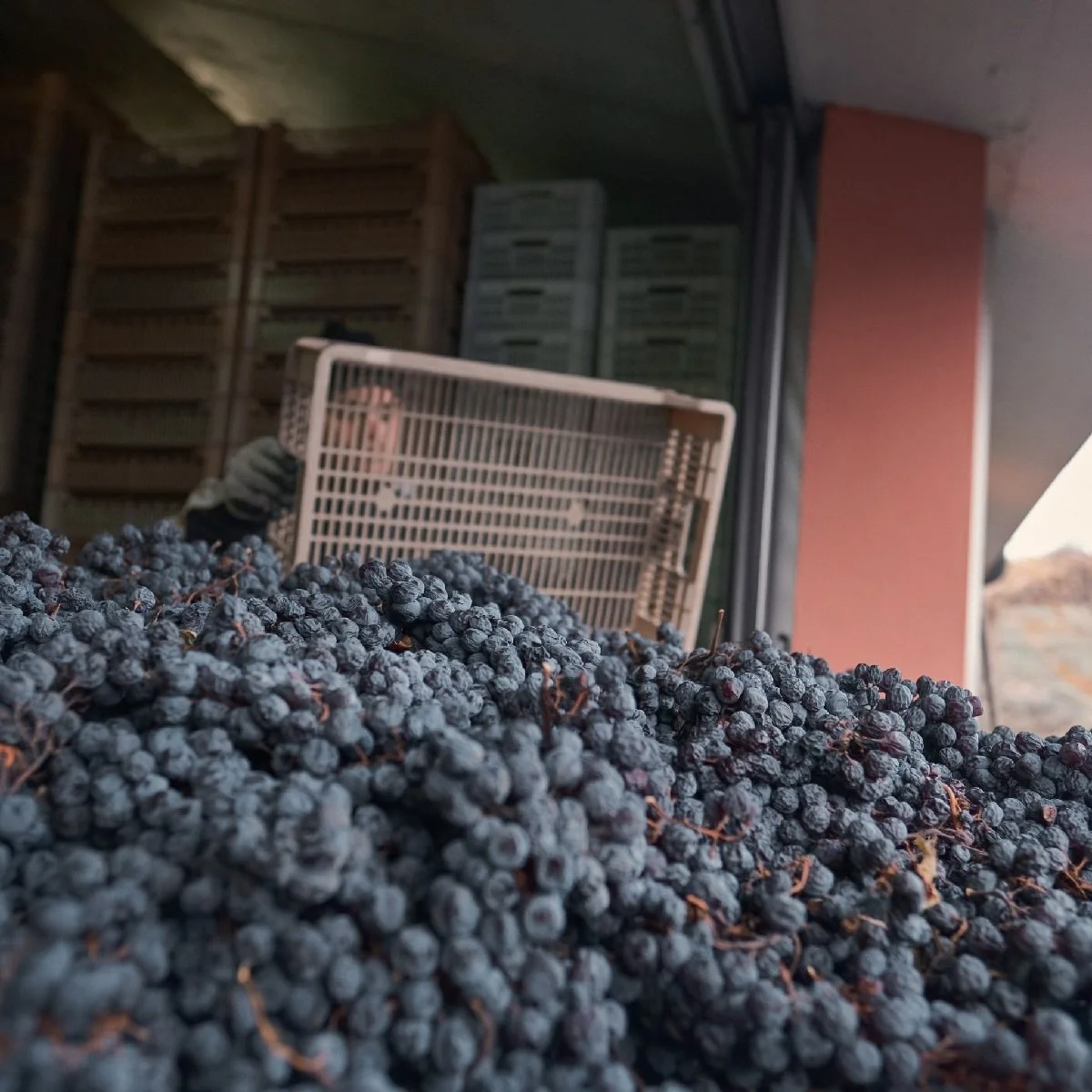 Italy_Valpolicella_Luciano Arduini_Appassimento, amarone grapes dried in crates for 100 days after harvest.jpg