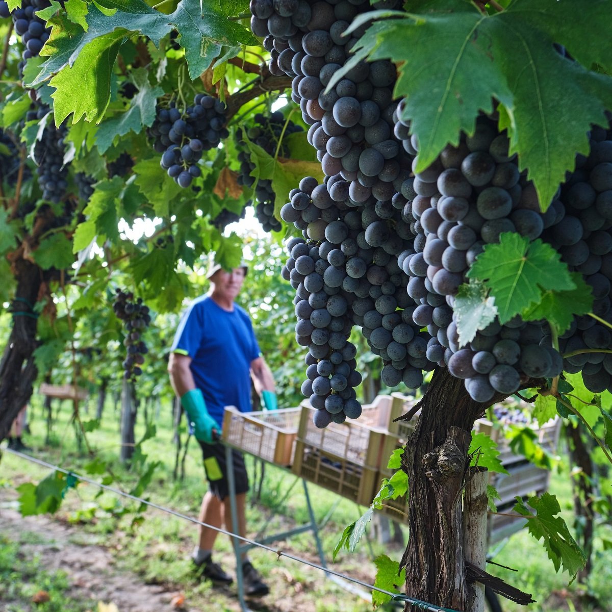 Italy_Valpolicella_Luciano Arduini_vineyards_harvest_october.jpg