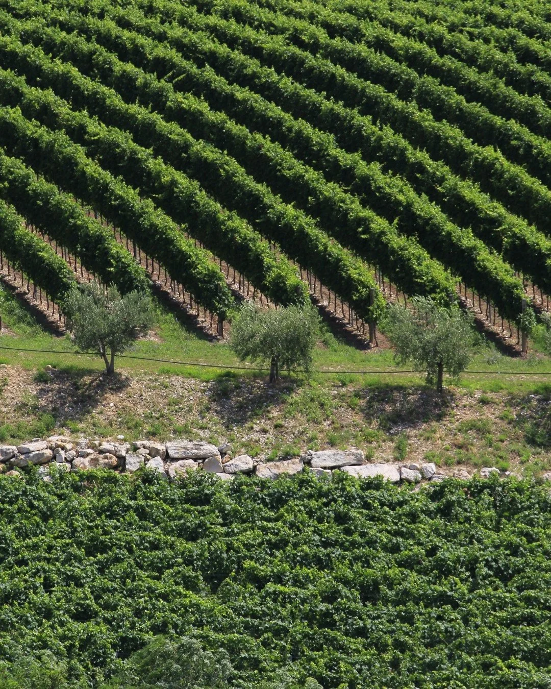Italy_Valpolicella_Lugano_Zenato_vineyards_v3.jpg