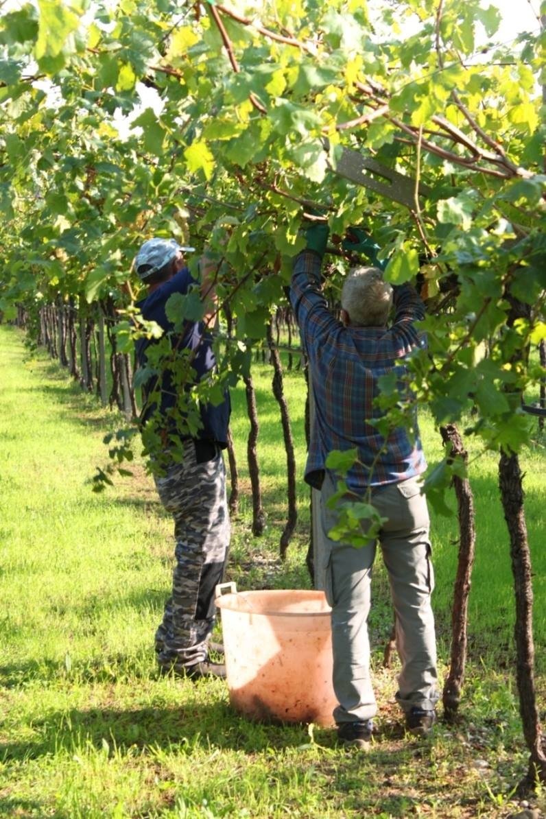 Italy_Valpolicella_Bardolino_Guerrieri Rizzardi_harvest_v2.jpg