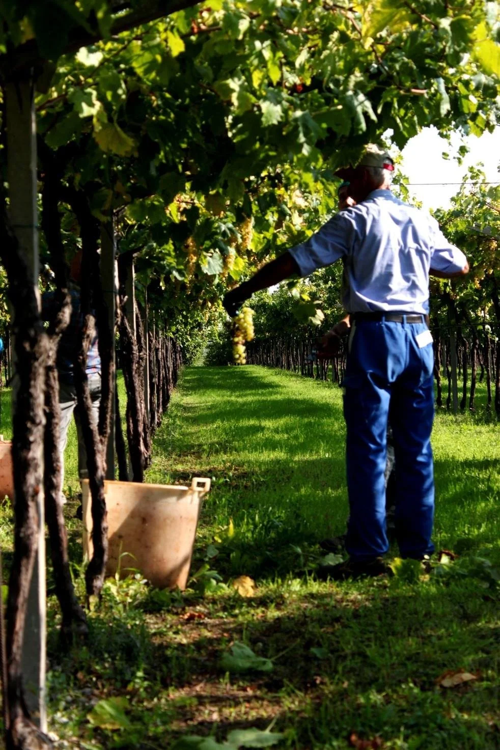 Italy_Valpolicella_Bardolino_Guerrieri Rizzardi_harvest.jpg