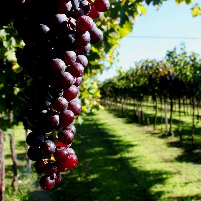 Italy_Valpolicella_Bardolino_Guerrieri Rizzardi_fall vineyards_square.jpg