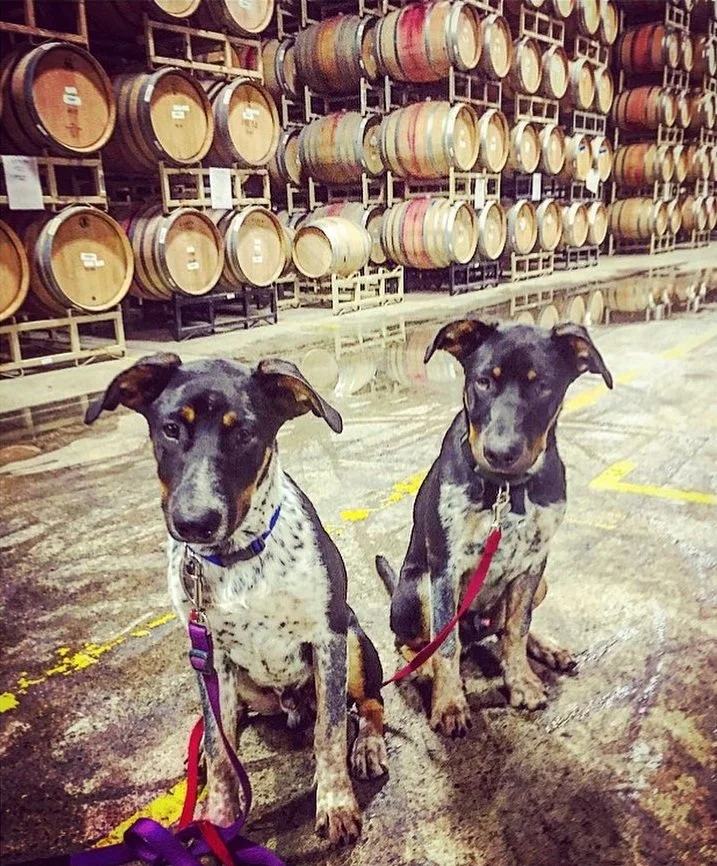 California_Russian River Valley_Kanzler_barrel room.jpg